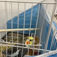 عروس هلندی|پرنده|نیشابور, شهرک بهداری|دیوار