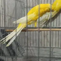 قناری رسمی بلند|پرنده|ری, اقدسیه|دیوار
