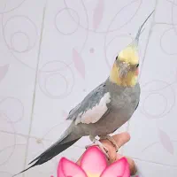 عروس هلندی سخنگو