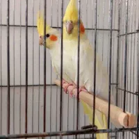 طوطی عروس با جوجه|پرنده|قم, نیروگاه|دیوار