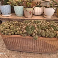 کاکتوس