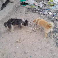 سرم برای درمان بیماری پاروا توله سگ|لوازم جانبی حیوانات|رباط‌کریم, رباط‌کریم|دیوار