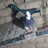 یک جفت کفتر گلی|پرنده|بسطام, |دیوار