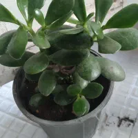 گل های زیبا|گل و گیاه طبیعی|آستارا, |دیوار