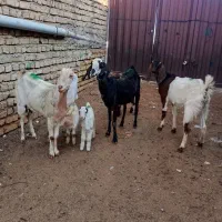 سه راس بزغاله دار|حیوانات مزرعه|گنبد کاووس, |دیوار