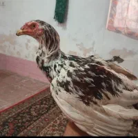 جوجه هفت ماهه نژاد لاری اصل افغان