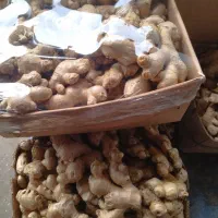 بزرگ ترین پخش زنجبیل هندی در شیراز|خوردنی و آشامیدنی|شیراز, پارک آزادی|دیوار
