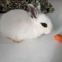 خرگوش خانگی