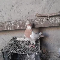 کبوتر معمولی گرفتنی|پرنده|اهواز, بعثت|دیوار