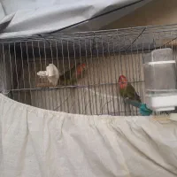 یک جفت طوطی برزیلی بازیگوش|پرنده|نسیم‌شهر, |دیوار