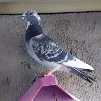 پرنده سرعتی|پرنده|مشگین شهر, |دیوار