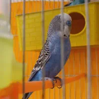 مرغ عشق دستی|پرنده|مشهد, شهید معقول|دیوار