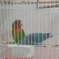 یک جفت طوطی برزیلی