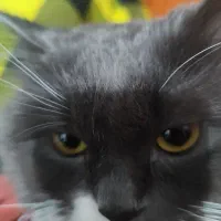 گربه اسکاتیش هایلند اماده جفت گیری|گربه|محمدیه-قزوین, |دیوار