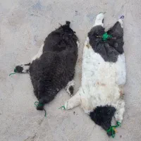 دوعدد خیگ آماده روغن بفروش میرسد