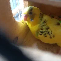 یک جفت مرغ عشق