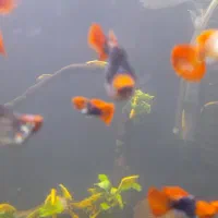 گوپی کوی بالن|ماهی|تهران, مهرآباد|دیوار