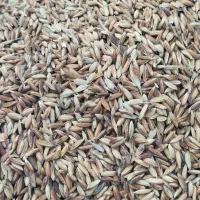 فروش شلتوک|عمده‌فروشی|کارون, |دیوار