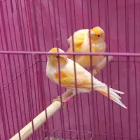 قناری نر موزاییکی بخون