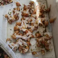 فروش جوجه حلزون
