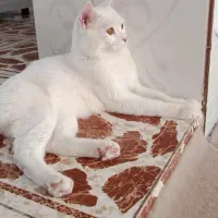 گربه|گربه|کامیاران, |دیوار