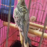 پرنده عروس هلندی|پرنده|قدس, شهرقدس|دیوار