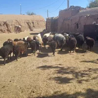 بره نر و ماده قوچ و میش|حیوانات مزرعه|صفادشت, |دیوار