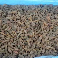 کشمش سبز موقعیت کاشمر