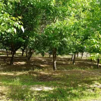 واقع در خسروشاه منطقه بالمان باشی|فروش زمین و ملک کلنگی|خسروشاه, |دیوار