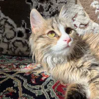 جهت واگزاری