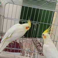 جفت عروس هلندی لوتینو