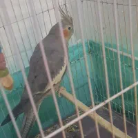 عروس هلندی ماده دستی|پرنده|اشتهارد, |دیوار