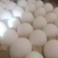 فروش و پخش مستقیم تخم مرغ وزن۱۲.۳۰۰