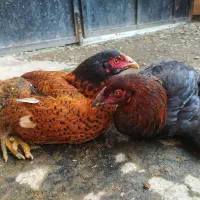 مرغ لاری|حیوانات مزرعه|فومن, |دیوار