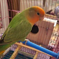 جفت طوطی کوتوله بزریلی