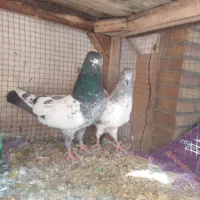 کفتر کله دم سبز و صابونی(الماسی) پرشی