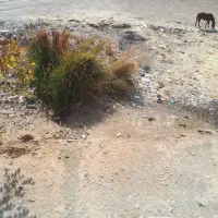 زمین محمود آباد سفلی