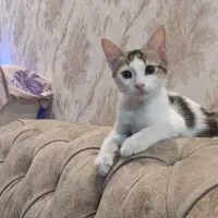 بچه گربه دوماهه