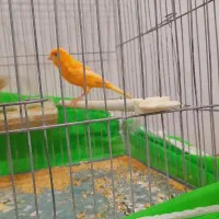 ۲ عددقناری نر مست آماده حلقه پا ۱۲۰۰|پرنده|خوی, |دیوار