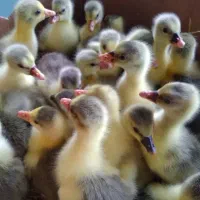 جوجه غاز یکروزه سالم و سرحال