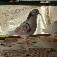 پرشی کبوتر پرشی کفتر ساعت بالا