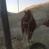 اسب نر اصیل|اسب و تجهیزات اسبسواری|مارگون, |دیوار