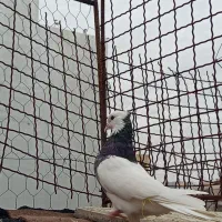 کبوتر طوقی|حیوانات|گنبد کاووس, |دیوار