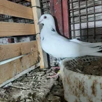 کبوتر دستپر سیاه