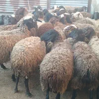 گوسفند میش جوان بره دار و ابستن وبدون بره