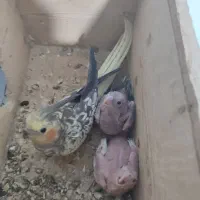 طوطی عروس هلندی جفت جوجه زا|پرنده|رشت, سلیمانداراب|دیوار