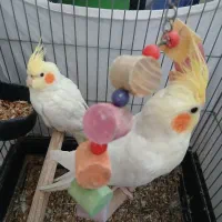 عروس هلندی