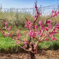 باغبانی،هرس،سمپاشی،پیوند،کاشت چمن و گل