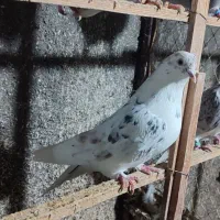 کبوتر|پرنده|بندر ترکمن, |دیوار