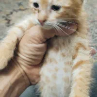 بچه گربه خانگی